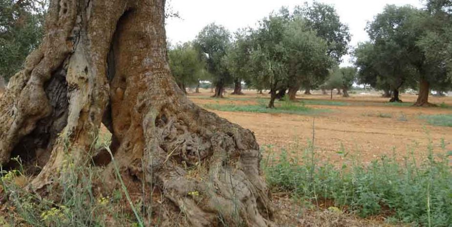 Salento's ancient olive trees