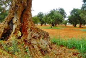 Olivenhaine Weinreben Salento Apulien