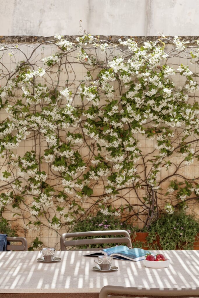 Jasmine-covered terrace wall above the breakfast table, La Botte, Nardò