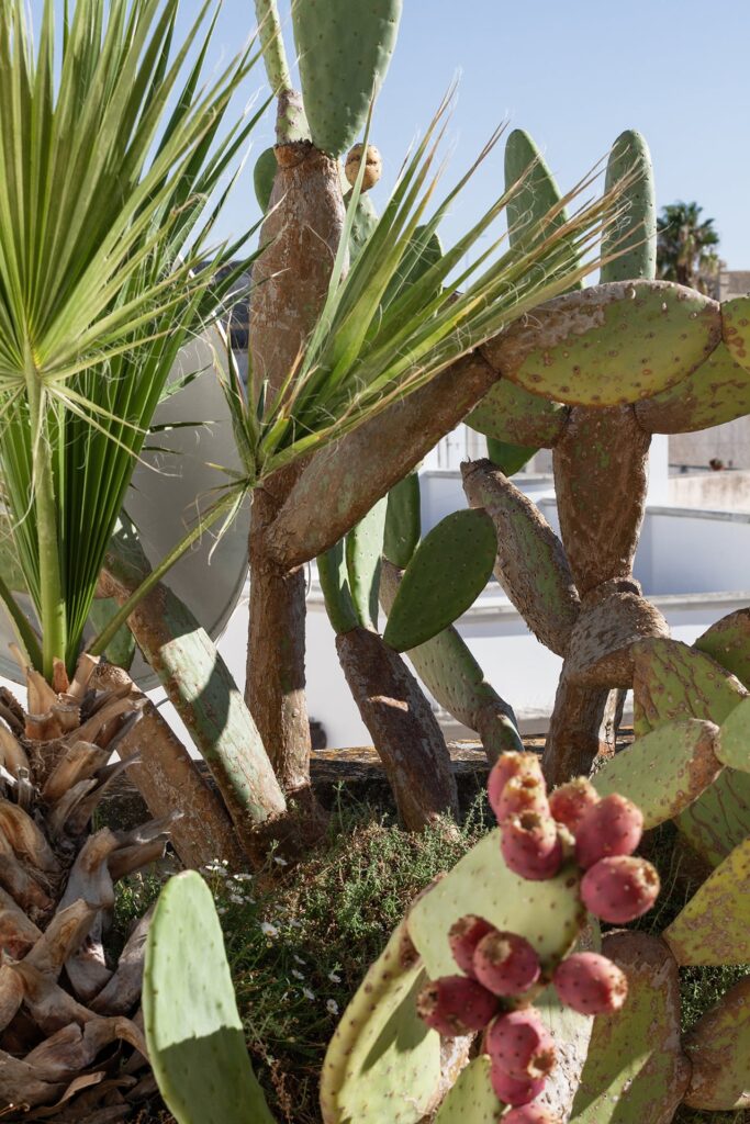 32. Angelo_Custode_Nardòsalento_Credits40Mirrors_99_Terrace detail Close-up of a flowering prickly pear cactus on the terrace, Angelo Custode, Nardò