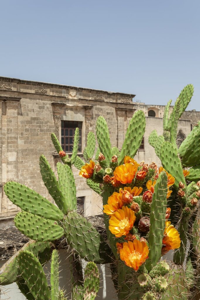 Blooming prickly pear cactus on the rooftop terrace, La Corte palazzo, Nardò